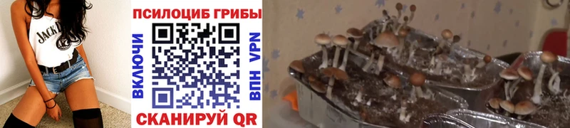 как найти   Аткарск  мега ссылка  Галлюциногенные грибы Psilocybe 